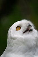 White snowy owl