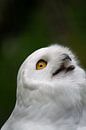 White snowy owl by Quint Wijnhoven thumbnail