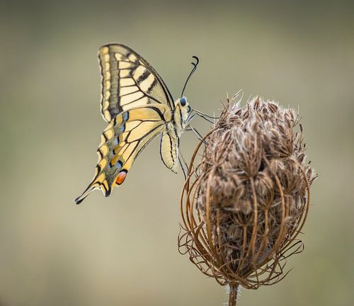 the queen, ready to fly