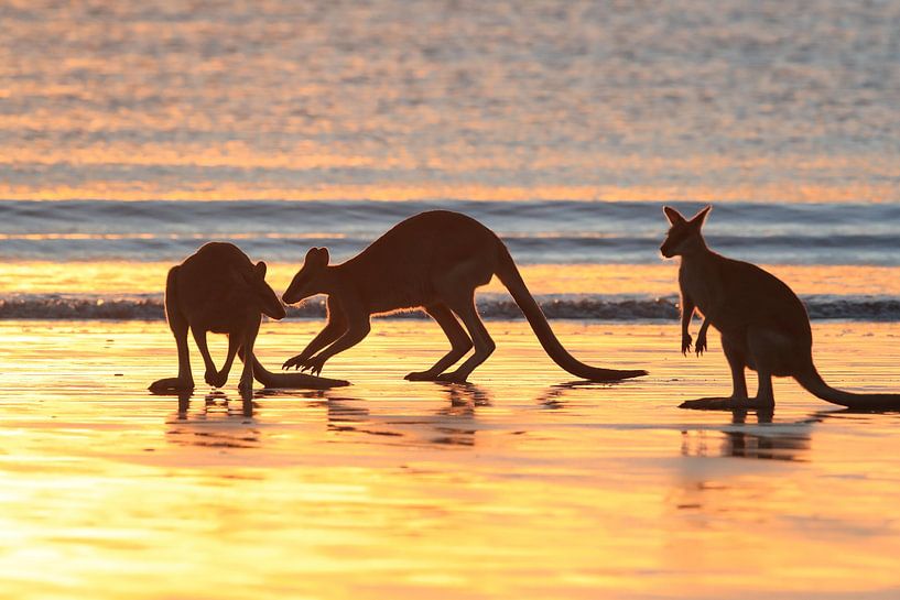 kangourou sur la plage au lever du soleil, mackay, queensland du nord, australie par Frank Fichtmüller