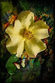 A Yellow Wild Rose with Butterfly by Helga Blanke