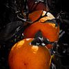 Oranges mûres et juteuses sur l'arbre aux feuilles sombres sur Dieter Walther