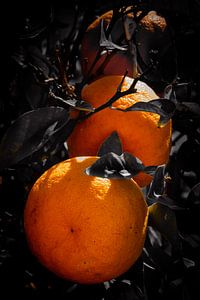 reife saftige Orangen am Baum mit dunklen Blättern