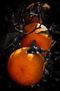 ripe juicy oranges on tree with dark leaves by Dieter Walther thumbnail