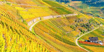 Autumn vineyards in the Ahr valley by Walter G. Allgöwer