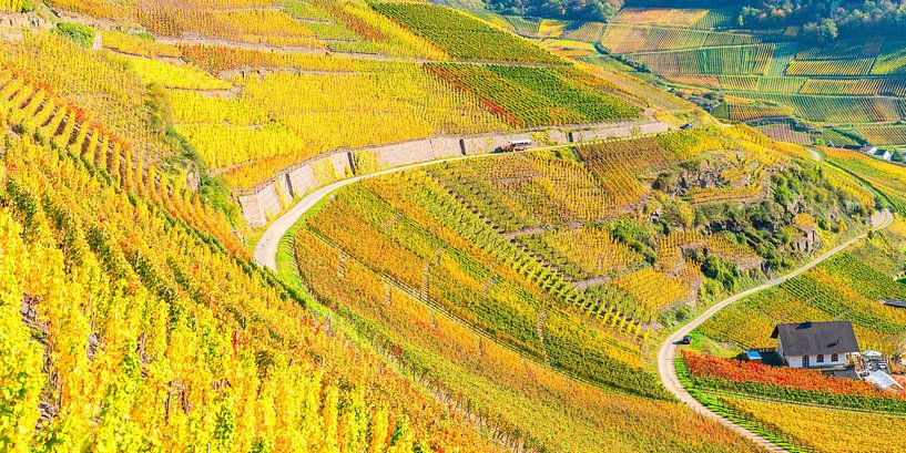 Herbstliche Weinberge im Ahrtal von Walter G. Allgöwer