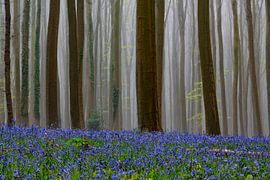 Hallerbos van Bert van Leeuwen