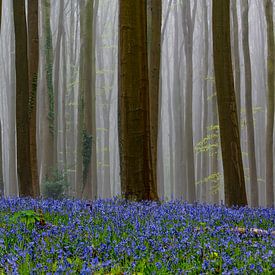 Hallerbos by Bert van Leeuwen