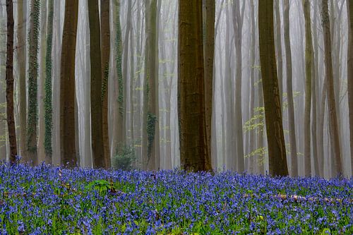 Hallerbos