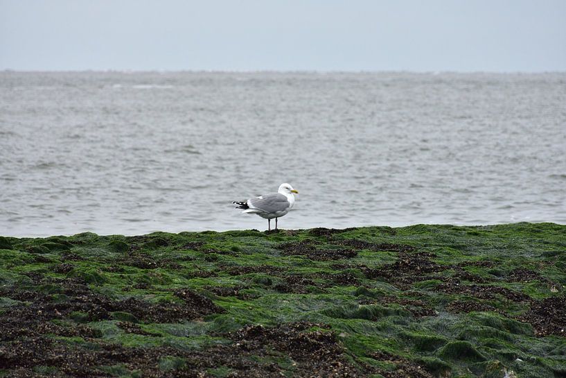 A seagull on a dike by Philipp Klassen