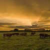 Adrianus Johannes Groenewegen (Koeien in het veld) van Johannes Jongsma
