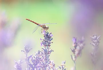 Libelle auf Lavendel von natascha verbij