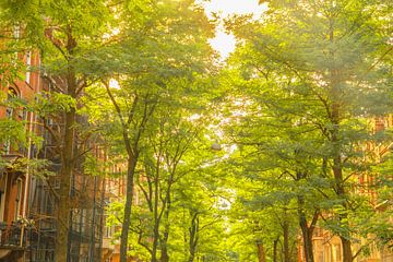 Amsterdamse grachtengordel in de zomer