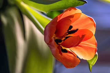 FLORA : TULPEN BLOEM van Michael Nägele