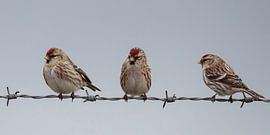 Barmsijzen op prikkeldraad van Gert Gelmers