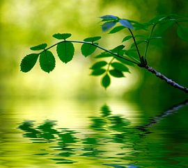 Forest magic by Renate Knapp