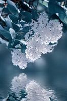 White lilac