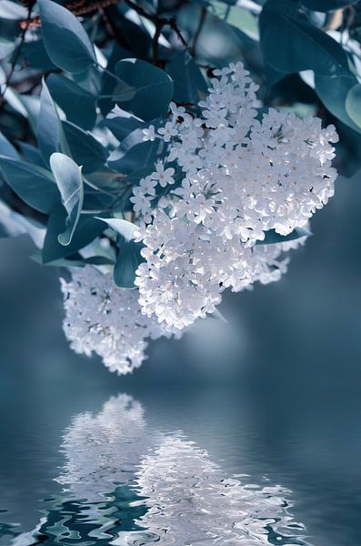 White lilac by Violetta Honkisz
