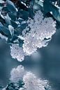 White lilac by Violetta Honkisz thumbnail