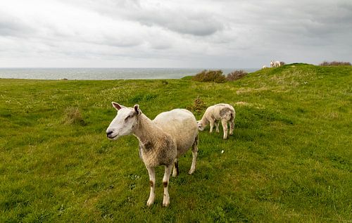Voorjaar schapen aan de kust