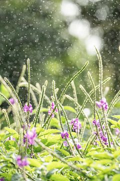 Lebendiger Frühlingsregen - Lila Pracht im Regen von Femke Ketelaar