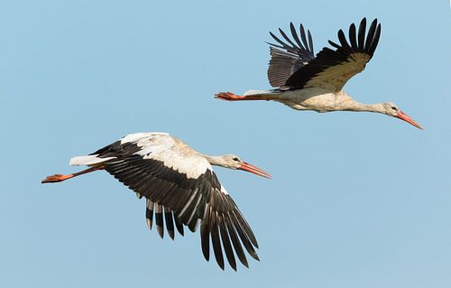 Storks in flight