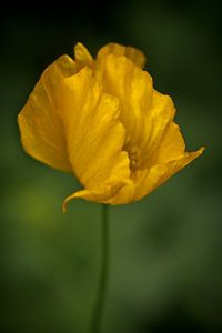 Isländischer Mohn von Jo Beerens