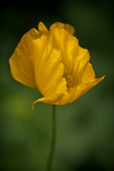 Isländischer Mohn von Jo Beerens