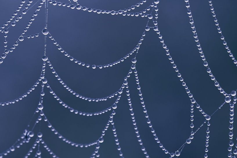 Spinnenweb met dauwdruppels van Thomas Marx