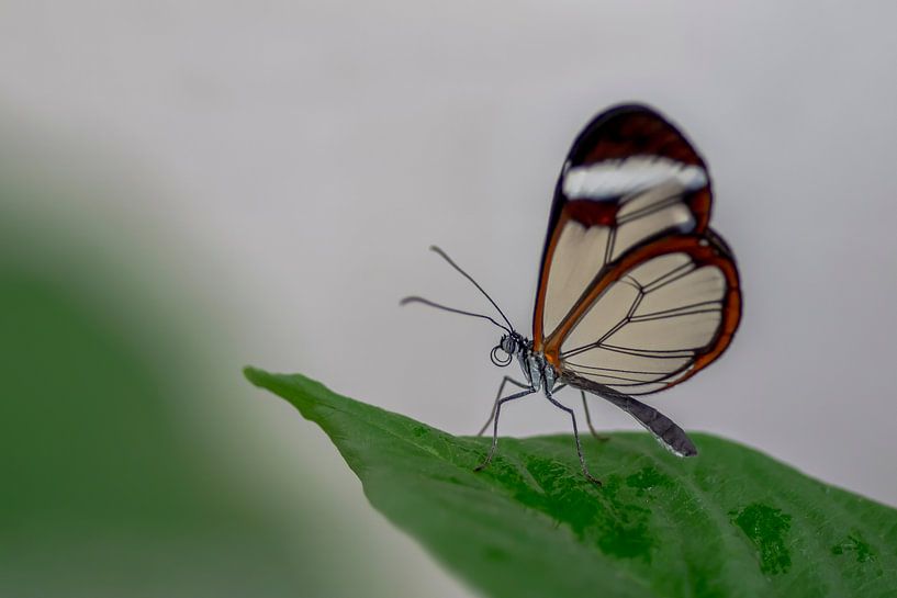 Glasflügler Schmetterling - Glasflügler Schmetterling von Albert Beukhof