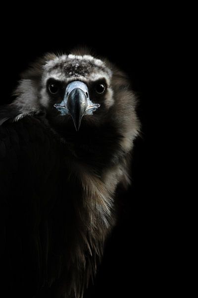 Porträt eines Weißrückengeiers (Gyps Africanus) von Leny Silina Helmig