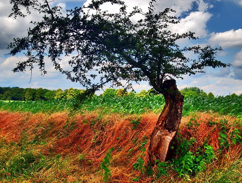 door de wind gebogen van Edgar Schermaul