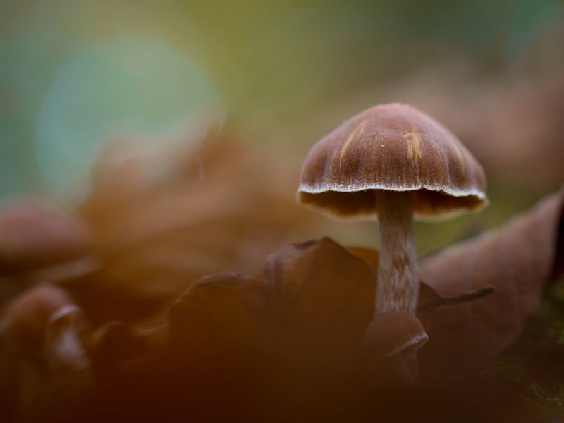 Paddenstoel... by Jacqueline Heemskerk
