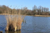 riet in water