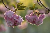 Pink cherry blossom spring flowers tree