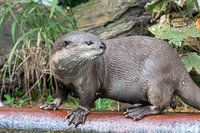 Neugieriger Otter