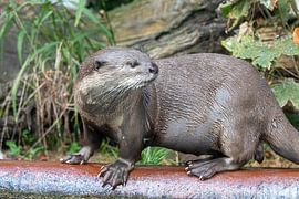Curious Otter by Eddy Smets
