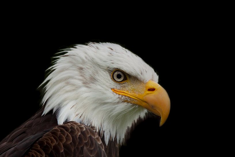 The Bald Eagle, a Portrait by Gert Hilbink