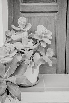 Eine Nahaufnahme einer Pflanze von Fotografia Elegante