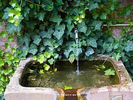 Versteckter Springbrunnen - Efeu und Wasser in Karlsruhe-Durlach von Matthias Hauser