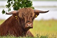 Hooglander koe 
