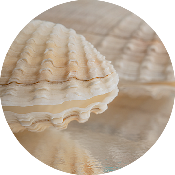 Vakantiegevoel in pastelkleuren: Een schelp van een boormossel van Marjolijn van den Berg