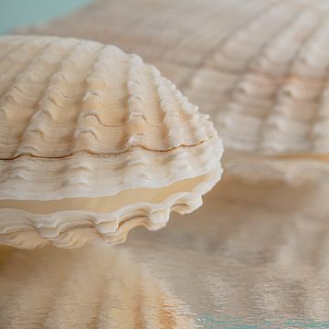 Vakantiegevoel in pastelkleuren: Een schelp van een boormossel van Marjolijn van den Berg