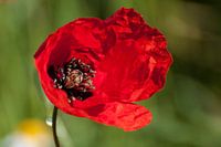 Red Poppy