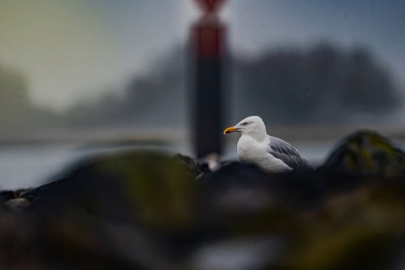 gull between the rocks by bryan van willigen