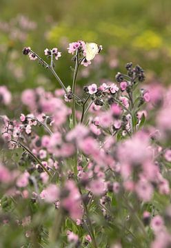 Cynoglossum Mystery Rose with cabbage white by Ingrid De Laat- de Bont