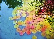 Waterlelies 2 by Wilfried van Dokkumburg thumbnail