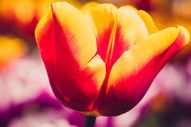 bloem by Gert Slagmolen