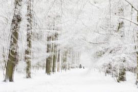 Winter by Ingrid Van Damme fotografie