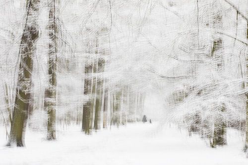 Winter in het bos